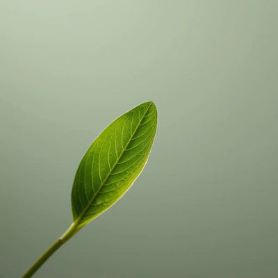 الشاي الأخضر